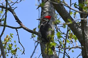 086 Woodpecker, Pileated, 2023-05089590 Acton Arboretum, MA